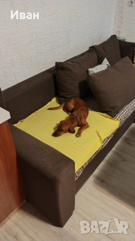 Гледане на кучета, хотел за кучета, нощувки и да други домашни любимци, снимка 3 - Други животни - 54148561