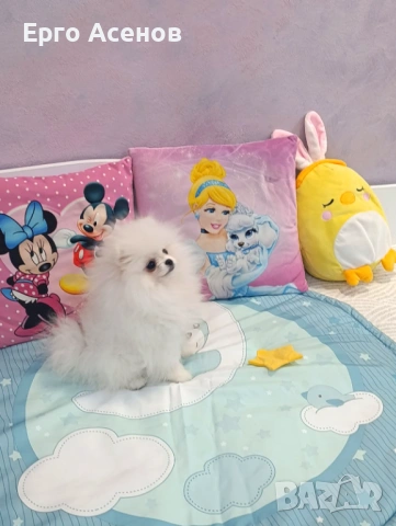 Мини померан на три месеца, снимка 2 - Померан - 53697310