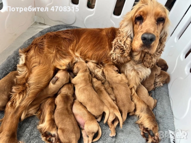 Кокер чистокръвно момченце, снимка 3 - Кокер шпаньол - 53475182