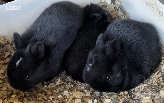 Холадско джудже, снимка 3 - Декоративни зайчета - 53781781