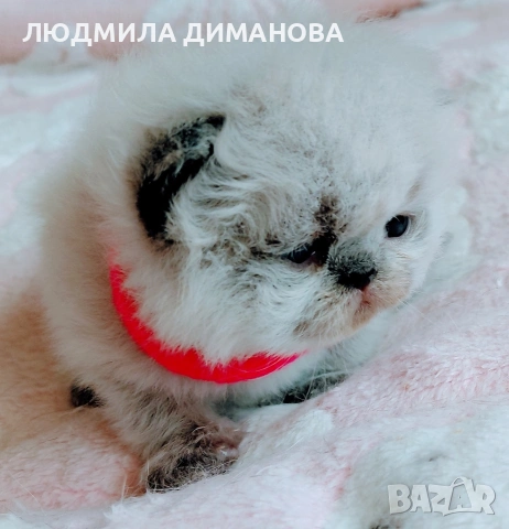 Хималайско момиче със сини очи. , снимка 9 - Персийска - 54181520