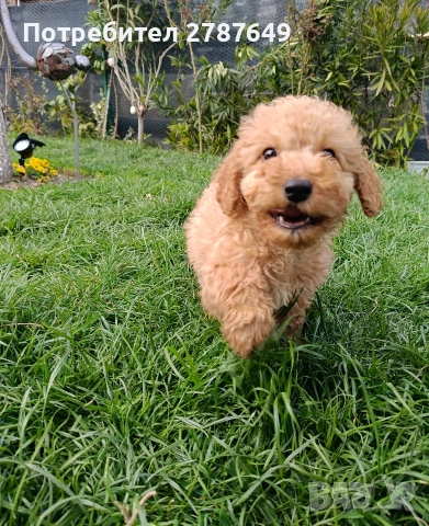 Кавапу, снимка 2 - Пудели - 53989489