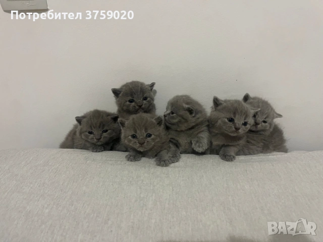 Британска късокосместа/Шотландска клепоуха