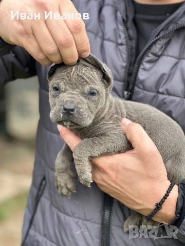 Кане Корсо, снимка 3 - Кане корсо - 53244274