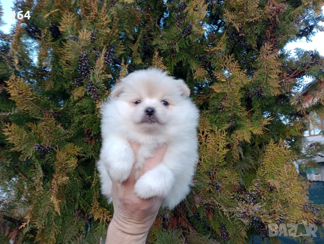 Женско Померанче. Реални снимки от 15.02.26 г. , снимка 2 - Померан - 53487742