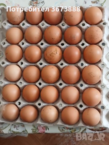 Оплодени яйца  легхорн и Л.Браун 1лв.брой.изпращам по Еконт  . тел.0.8.8.2.4.3.3.2.6.5., снимка 1 - Кокошки и пуйки - 45605446