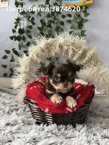 чихуахуа момченца, снимка 15 - Чихуахуа - 52675923