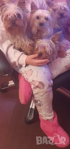  Мини Йорки женска, снимка 4 - Йоркширски териер - 52770169