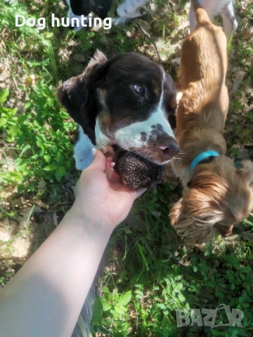 Кокер-спрингер шпаньол момче и момиче шпаньоли , снимка 9 - Шпаньоли - 52552060