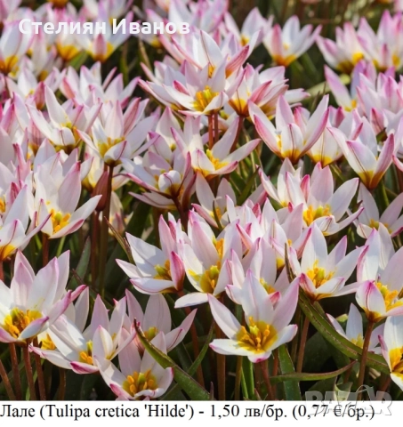 Лале (Tulipa cretica 'Hilde') - луковици
