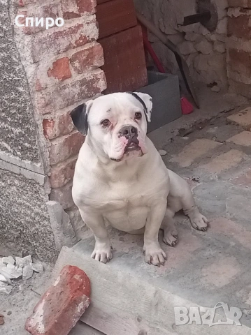 Американски булдог