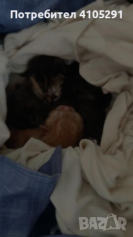 Новородени котета , снимка 1 - Други - 45845763
