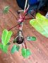 Philodendron 'Painted Lady', снимка 2