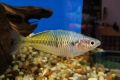 Меланотения босемани / Melanotaenia boesemani / Rainbow fish, снимка 1 - Рибки - 45765613