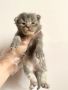 Мейн куун котенца от лицензиран развъдник, снимка 3