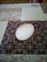 гъши яйца оплодени за люпене, снимка 1 - Патици и гъски - 45738226
