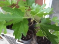 Смокини- 2 сорта в контейнери- Блек Мишън и Брънсуик, снимка 10