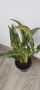 Аглаонема "Cutlass", снимка 1 - Стайни растения - 45324826