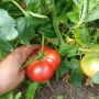 Розов домат 🍅🍅🍅, снимка 3