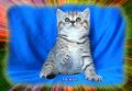 Клепоухо и правоухо - шотландски котенца, снимка 3
