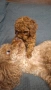 пуделчета той/ момче и момиче/toy poodle, снимка 8