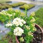 Спирея Юнска Булка, Spiraea nipponica June Bride, снимка 9