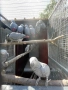  Продавам папагали Жако (African Grey Parrot), снимка 6