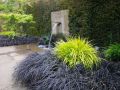 Черен Офиопогон, Ophiopogon black, студоустойчив!!, снимка 6