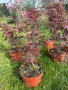 🌿💞🌱 Японски клен ‘Atropurpureum’ (Acer palmatum Atropurpureum), снимка 6