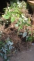 Разсад Ягоди и малини , снимка 7