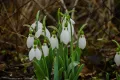 Елвезиево кокиче (Galanthus elwesii) – луковички, снимка 2