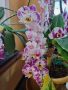 Продавам коллекция орхидеи!!!, снимка 1