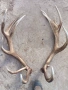 рога от благороден елен , снимка 4