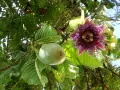 Гранадила - Passiflora quadrangularis и Passiflora ligularis, снимка 4