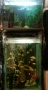 Продавам два аквариума на метална стойка, цихлиди подарък. , снимка 2