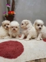 чистокръвни мини болонки малтеза, снимка 2