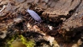  Изоподи, мокрици (Trichorhina tomentosa и Porcellionides pruinosus), снимка 3