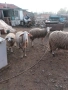 Продават се 3 овце 1 с агни 2 бременни на 2 агни, снимка 3