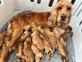 Кокер чистокръвно момченце, снимка 3