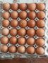 Оплодени яйца  легхорн и Л.Браун 1лв.брой.изпращам по Еконт  . тел.0.8.8.2.4.3.3.2.6.5., снимка 1