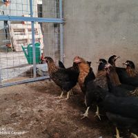 Ярки Супер Харко , снимка 4 - Кокошки и пуйки - 44518157