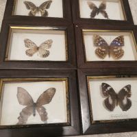 6 малки пана с истински пеперуди , снимка 1 - Други - 45145187