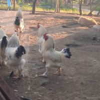 Млади пуйки, кокошки Брама и юрдечки, снимка 12 - Кокошки и пуйки - 40604731