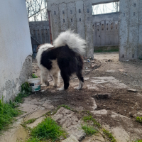 Мъжко куче на година , снимка 2 - Каракачанска овчарка - 45023456