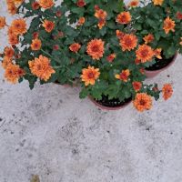 кълбовидни хризантеми , снимка 3 - Градински цветя и растения - 45900377