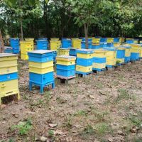 Малки пчелни семейства / ОТВОДКИ, снимка 5 - Други животни - 45545459