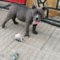 AMERICAN BULLY-POCKET, снимка 3 - Други - 44481047