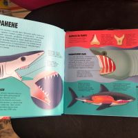 Прочети и сглоби: Акулите ФЮТ, снимка 2 - Детски книжки - 45131895