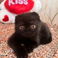 Шотландски клепоухи котета, снимка 9 - Британска късокосместа - 40741695