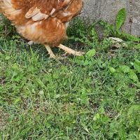 продавам кокошки носачки ломан Браун, снимка 1 - Други животни - 45466707